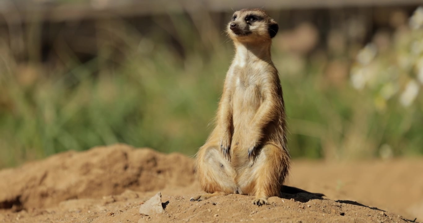 Suricata (Suricata suricatta) ou suricate é um pequeno mangusto encontrado na África Austral.