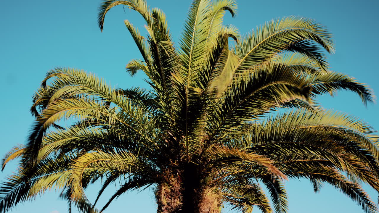 Close ip of fresh green palm leaves swaying gently in daylight