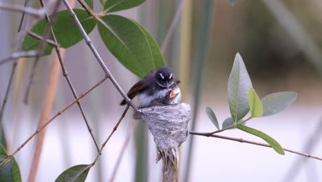 Malaysian-Pied-Fantail-Bird-And-Juvenile-Resting-In-The-Nest---close-up