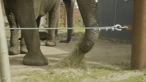 un elefante que usa su trompa para maniobrar el heno en su boca