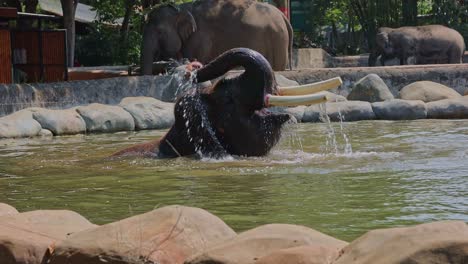 elephants bathing in a zoo pool