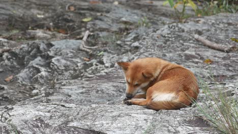 dog is licking its body