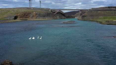 cisnes en un río islandés turquesa bajo un puente