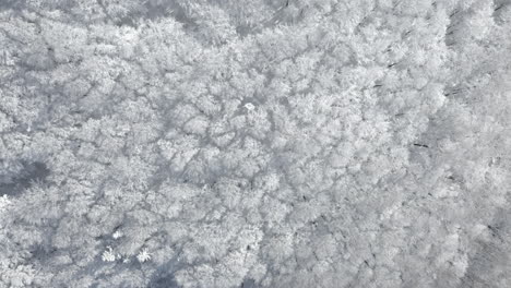 aerial shot of breathtaking winter mountain landscape, trees covered in fresh snowfall