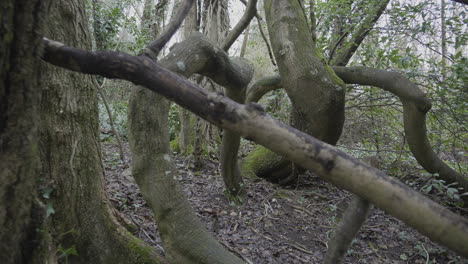 Moving-slowly-through-some-branches-covered-in-moss