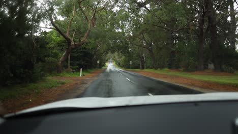 car driving through rainy, tree-lined road