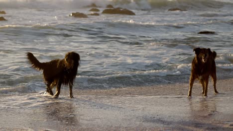 Hunde-Spielen-Am-Strand-4k