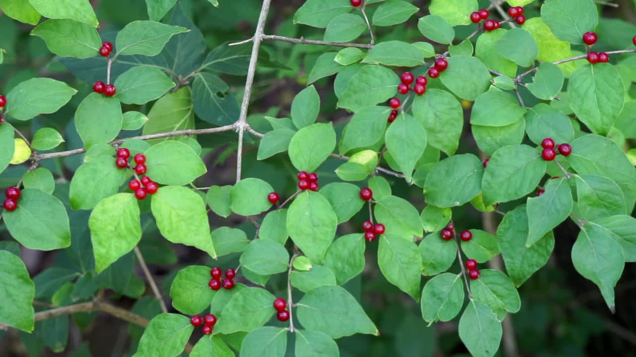 트럭 운전 샷은 붉은 열매가 있는 인동덩굴 가지를 가로질러 오른쪽에서 왼쪽으로 이동합니다.