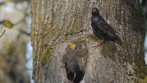 mother starling bird parent looking after two baby fledglings in hollow tree nest calling for food hungry mother flying away to search