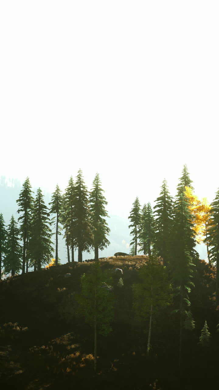 소나무 가 있는 아름다운 안개 숲