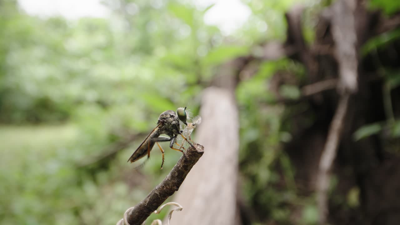 Robber Fly Perches on Stick with Captured Midge Prey