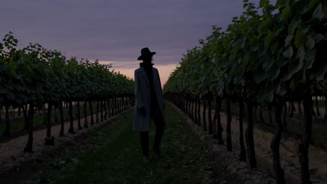 silhouette of a person in a vineyard at sunset