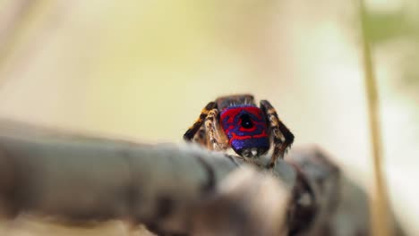 Pfauenspinnenmännchen-Wendet-Sich-Ab,-Um-Farben-Zu-Zeigen