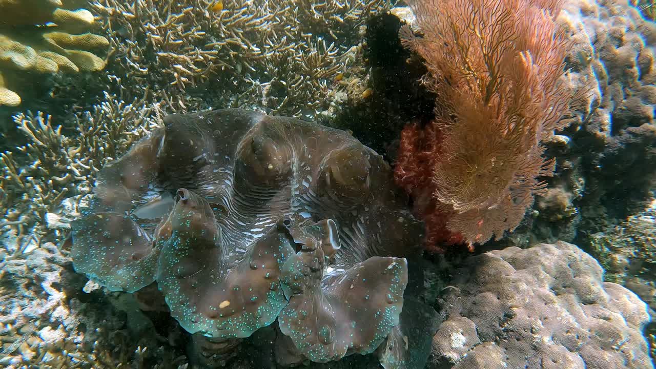 A Giant Clam in shallow water on a healthy coral reef, next to a beautiful Gorgonian Sea Fan with water ripples shadows