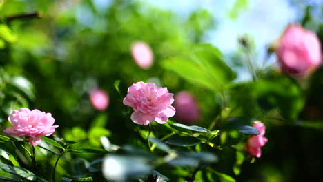 Rosa-En-El-Viento-En-Un-Jardín