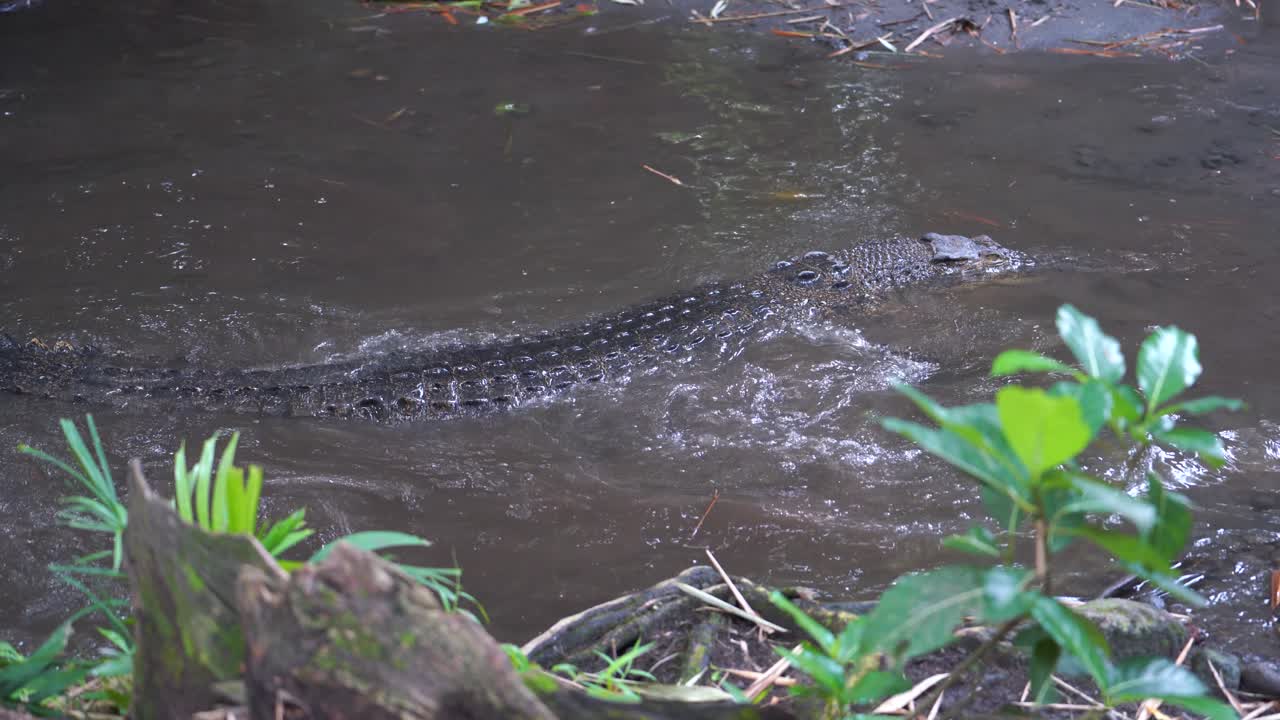 Swamp crocodiles are silent in a shallow river, as if they are waiting for prey.