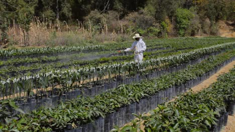 video of a farmer applying agrochemicals and fertilizer