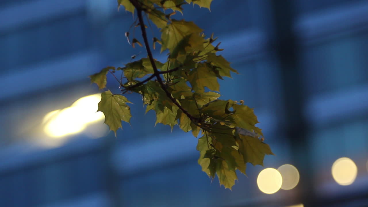 hojas que soplan en el viento en el centro de la noche
