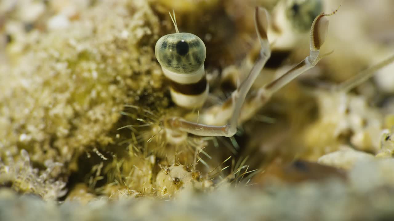 Hermit crab. Eye. Red sea.