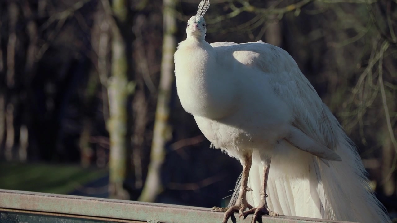 Pavão Branco Empoleirado em um Corrimão de Metal em um Parque