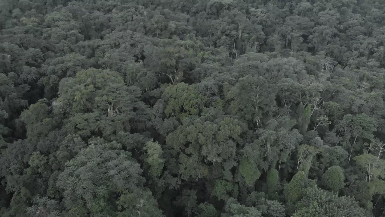vuelo de drones cerca de árboles en el denso bosque amazónico