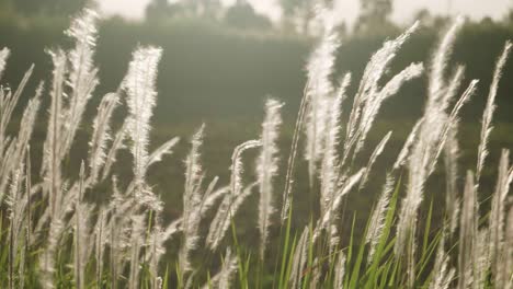 Grasblumen,-Die-Im-Wind-Und-Sonnenlicht-In-Der-Natur-Geblasen-Werden,-Sind-Schön-Und-Weich