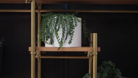 indoor plant on a gold metal shelf with a black wall background