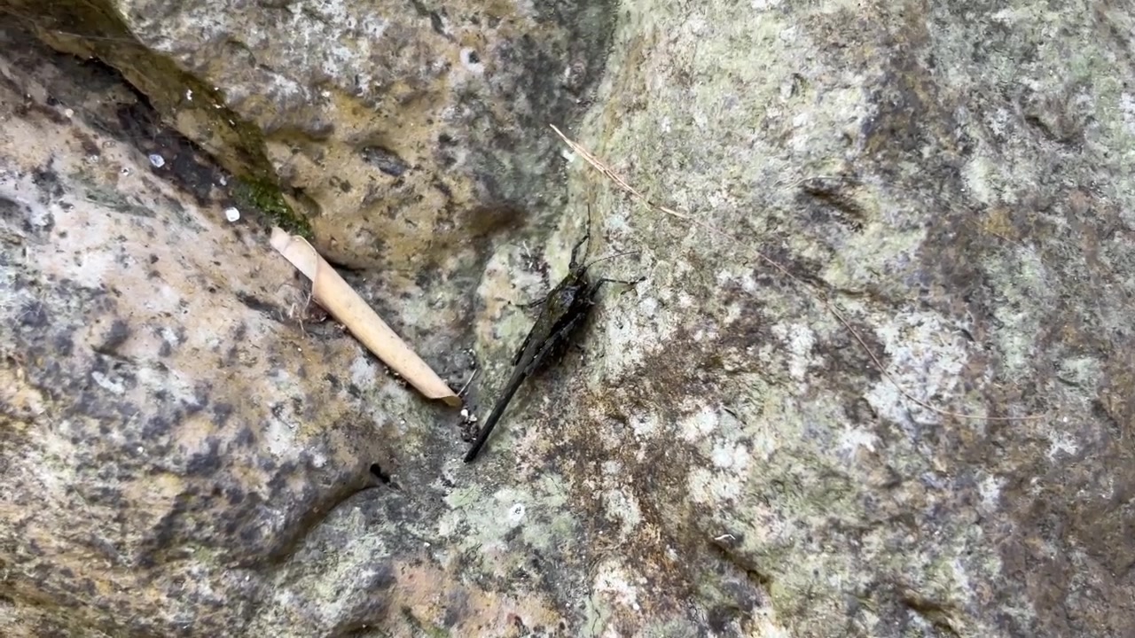Grasshopper Resting on a Textured Rock Surface