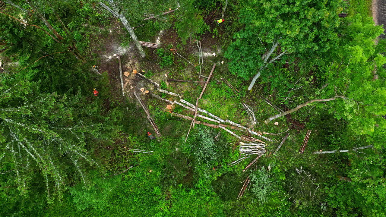 Aerial View of Lumberjacks Cutting Down Trees in a Forest