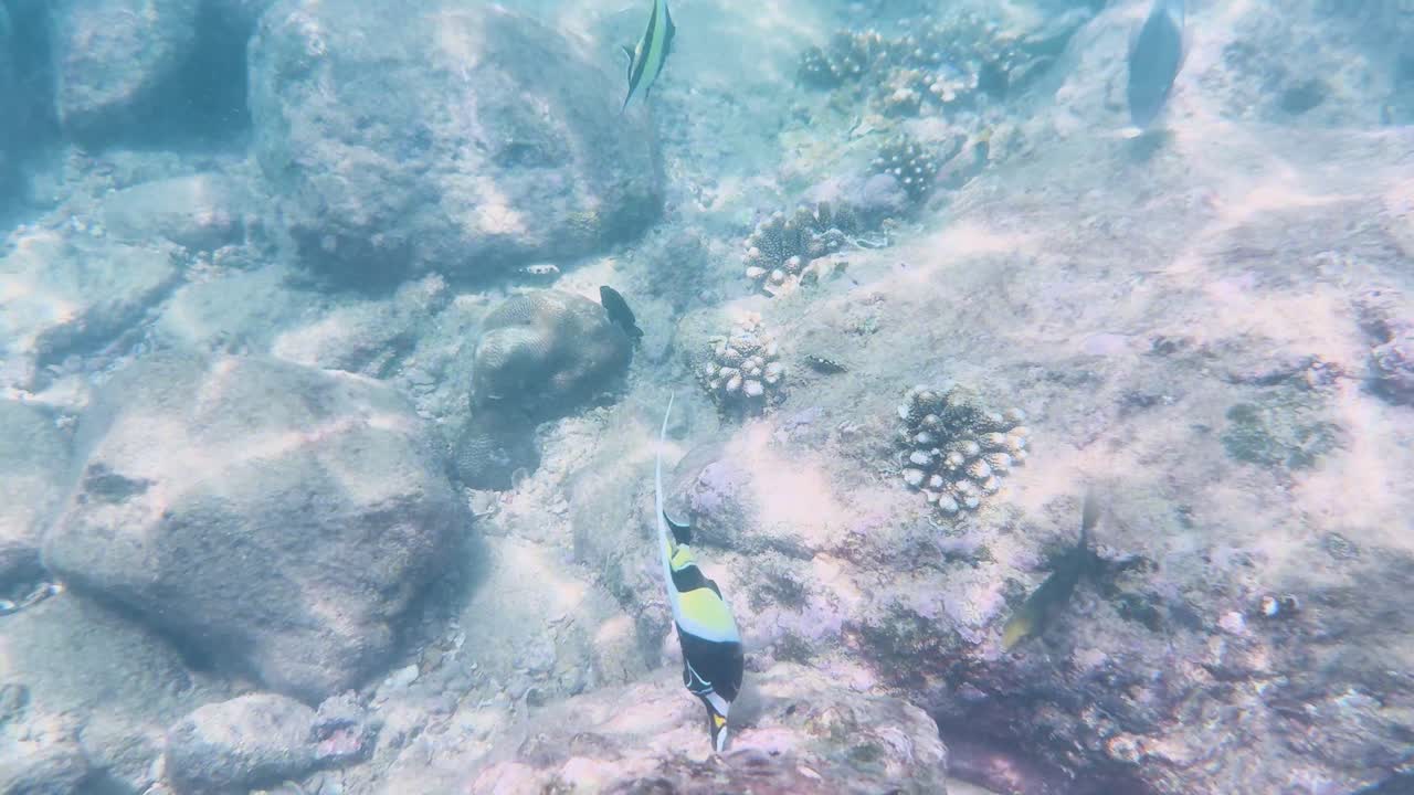 화려한 무어의 우상이 은 물 속의 산호초 사이를 헤엄쳐서 태국 푸켓의 해양 생명의 아름다움을 보여준다.