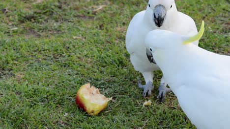 two cockatoos interacting over an apple