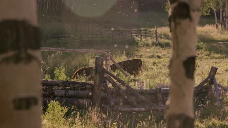 vacas marrones pastan campos de hierba al atardecer en cámara lenta