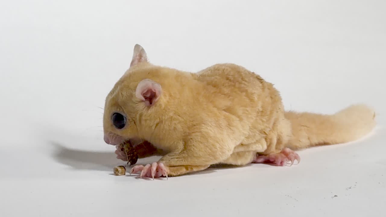 Video macro ravvicinato di un petauro dello zucchero che mangia tranquillamente un verme della farina su uno sfondo bianco pulito da studio