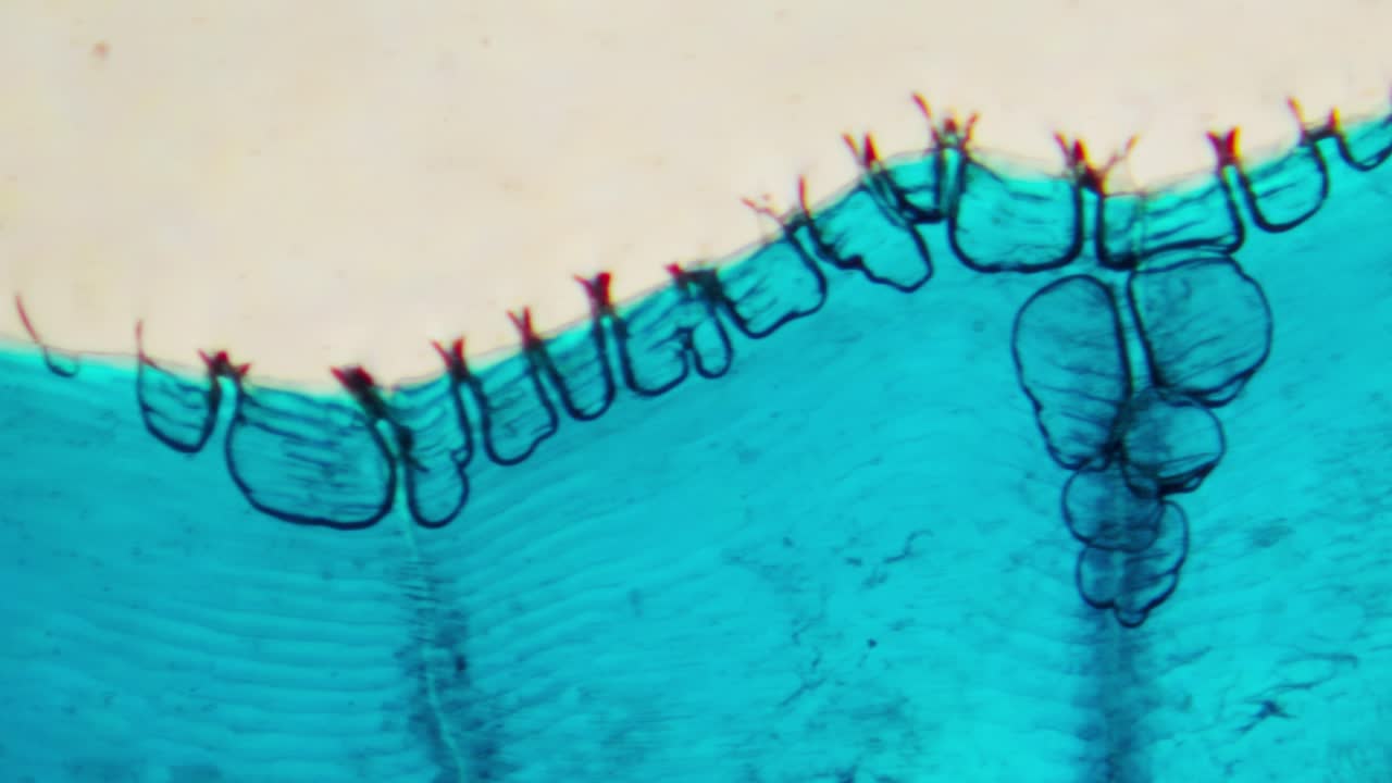 Vista microscopica astratta di tessuto biologico colorato di blu