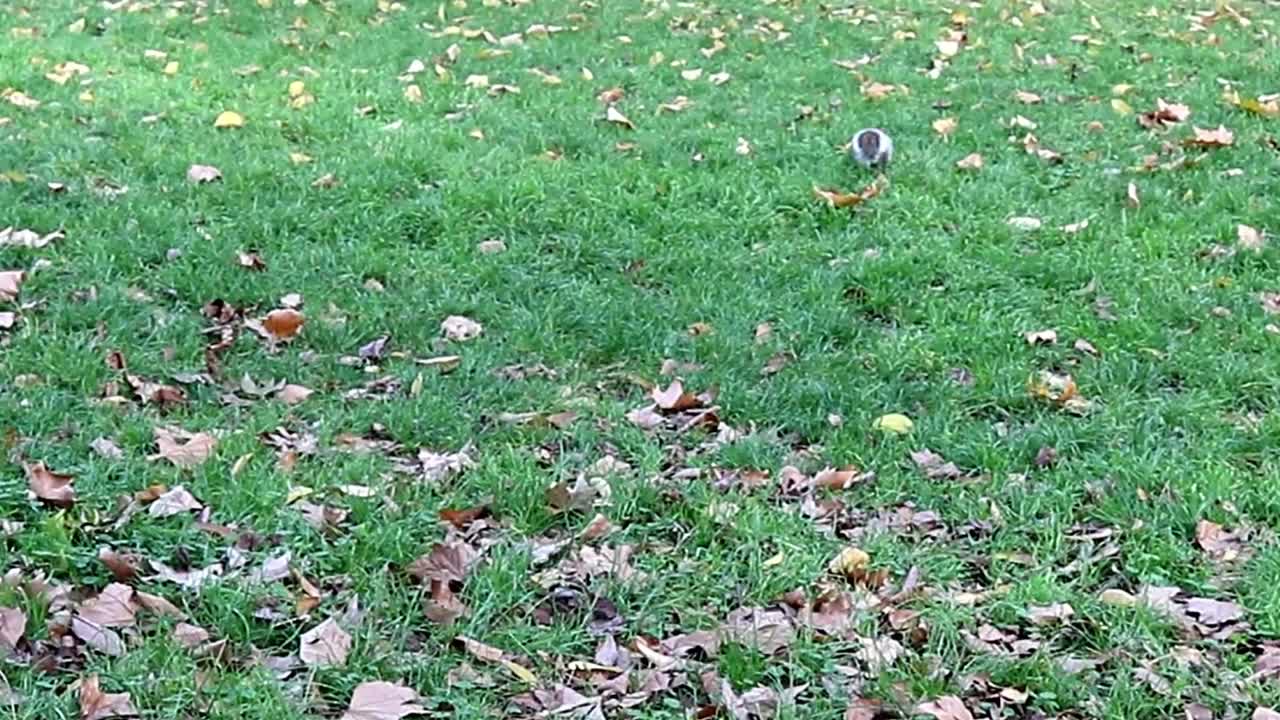 녹색 공원의 다람쥐