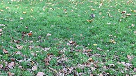 Squirrel-in-a-green-park