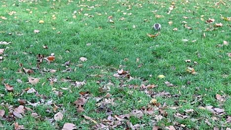 ardilla en un parque verde