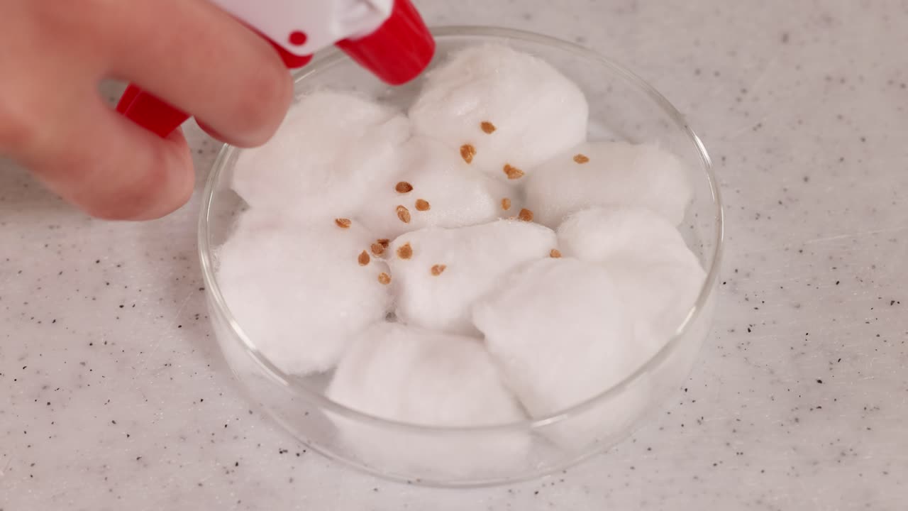 A hand sprays water onto tomato seeds placed on cotton wool in a petri dish under bright lighting