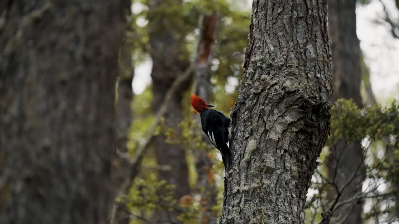 pájaro carpintero de magallanes en el bosque, parque nacional tierra del fuego, argentina - de cerca