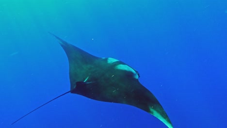 Nahaufnahme-Des-Vom-Aussterben-Bedrohten-Riesigen-Ozeanischen-Mantarochens,-Der-Im-Subtropischen-Wasser-Schwimmt