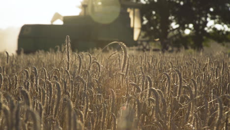 frühe morgen ländliche ländliche farm szene von verschwommenen kombinieren harvester maschine im hintergrund reaping, tränken, wiesen und ernte goldener roggen getreide feld mit sonnenblase an einem sonnigen tag, pan