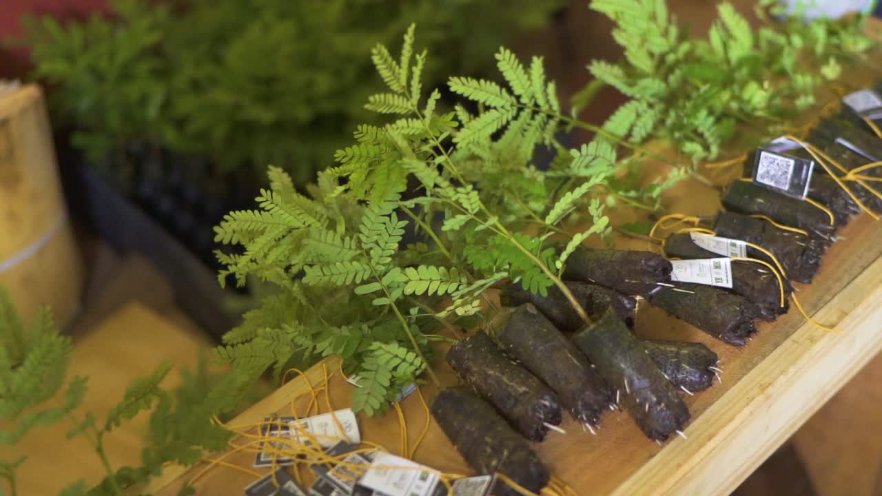 예르바 마테 나무 의 파나로마 풍경