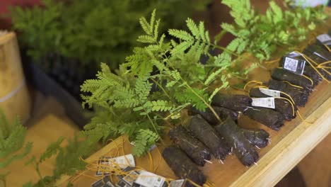 panaroma view of the tree yerba mate seedlings