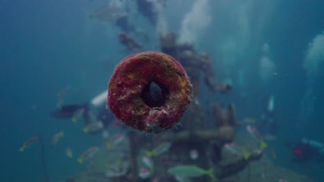 underwater shipwreck with coral-covered cannon and marine life