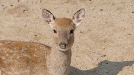 Sika-deer-doe-or-Northern-spotted-deer-head-close-up-looking-at-camera-while-lying-on-dirt-ground-in-a-wild