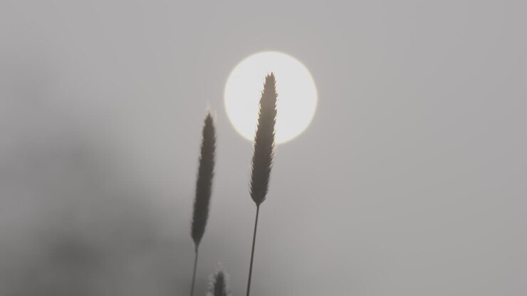Small plants in contrast to the sun waving on a morning in slowmotion LOG