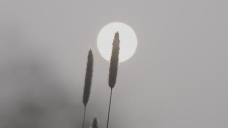 small plants in contrast to the sun waving on a morning in slowmotion log