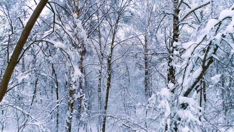 Verschneite-Äste-Im-Wald.-Wintermärchen-Hintergrund