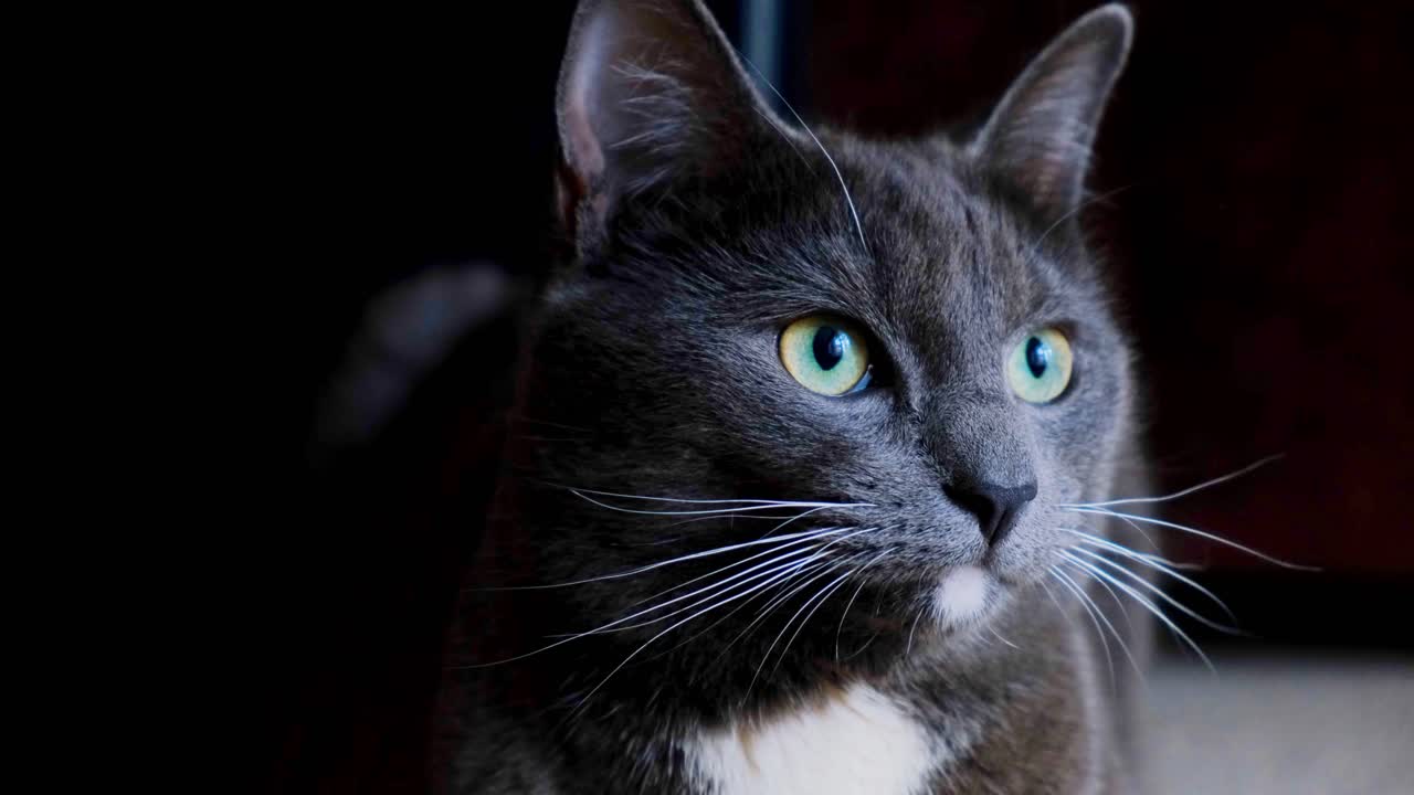 un viejo gato negro y azul mirando hacia la cámara en el interior nocturno sin luz