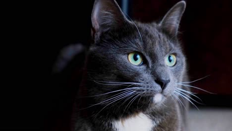 an old black and blue cat looking towards the camera in the nighttime indoors with no light